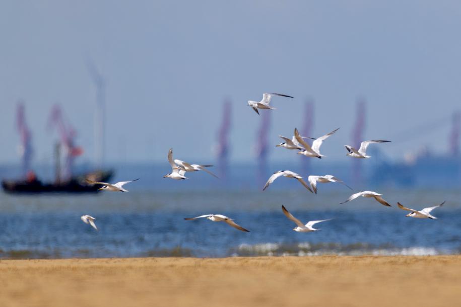 中華鳳頭燕鷗低空盤旋，蹁躚身姿驚艷灘涂。臧紹喜 攝