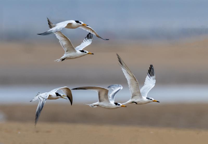 鏡頭下的鳥(niǎo)兒在天空中自由翱翔，展現(xiàn)出千姿百態(tài)的身姿。臧紹喜 攝