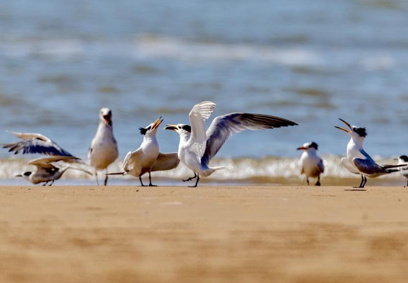 待到潮汐漸退，中華鳳頭燕鷗會(huì)落到淺水區(qū)進(jìn)行覓食。臧紹喜 攝