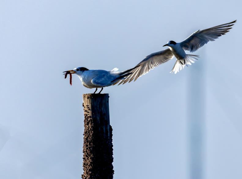 藍(lán)天為幕，木樁作臺(tái)，中華鳳頭燕鷗銜紅蟲(chóng)靜立，另一只振翅而來(lái)，演繹自然靈動(dòng)瞬間。臧紹喜 攝