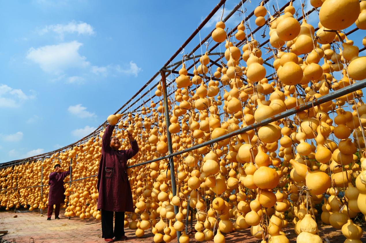 葫蘆種植戶正在晾曬葫蘆。張振祥攝