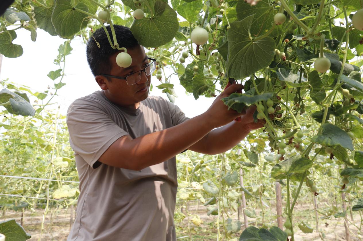 返鄉(xiāng)創(chuàng)業(yè)大學(xué)生郝洪樂在管理自家葫蘆田。堂邑鎮(zhèn)黨建工作辦公室供圖