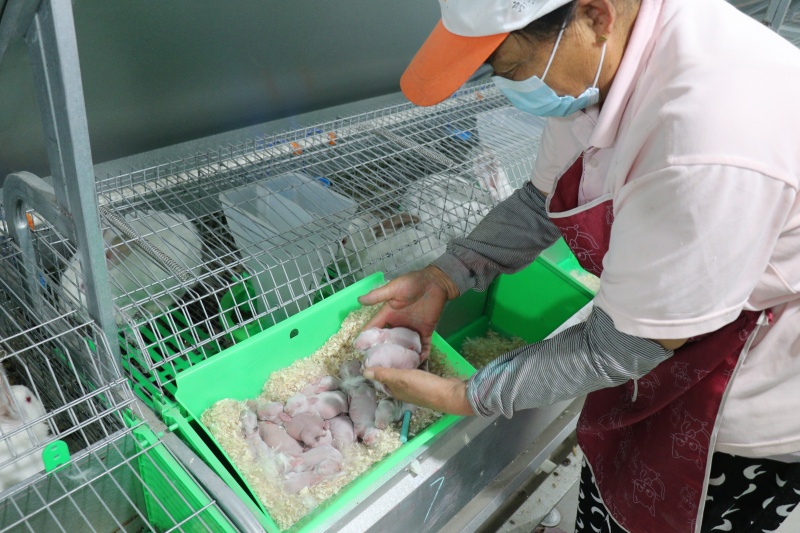 工人精心照料肉兔幼崽。定陶區(qū)委宣傳部供圖