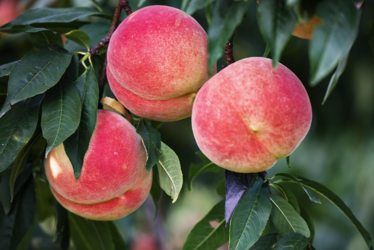 掛在枝頭的“肥城紅里”。肥城市委宣傳部供圖
