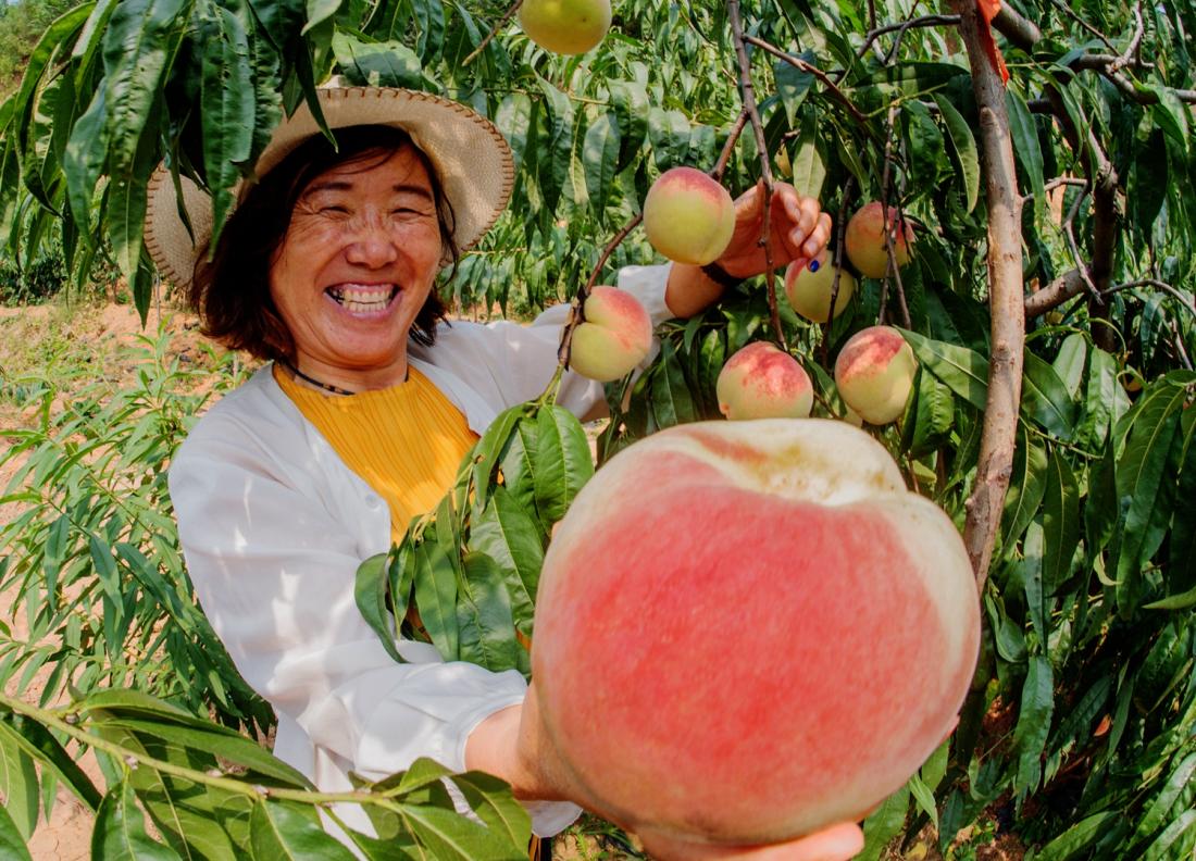 桃農(nóng)拿著剛摘下的香甜肥桃，喜笑顏開(kāi)。肥城市委宣傳部供圖