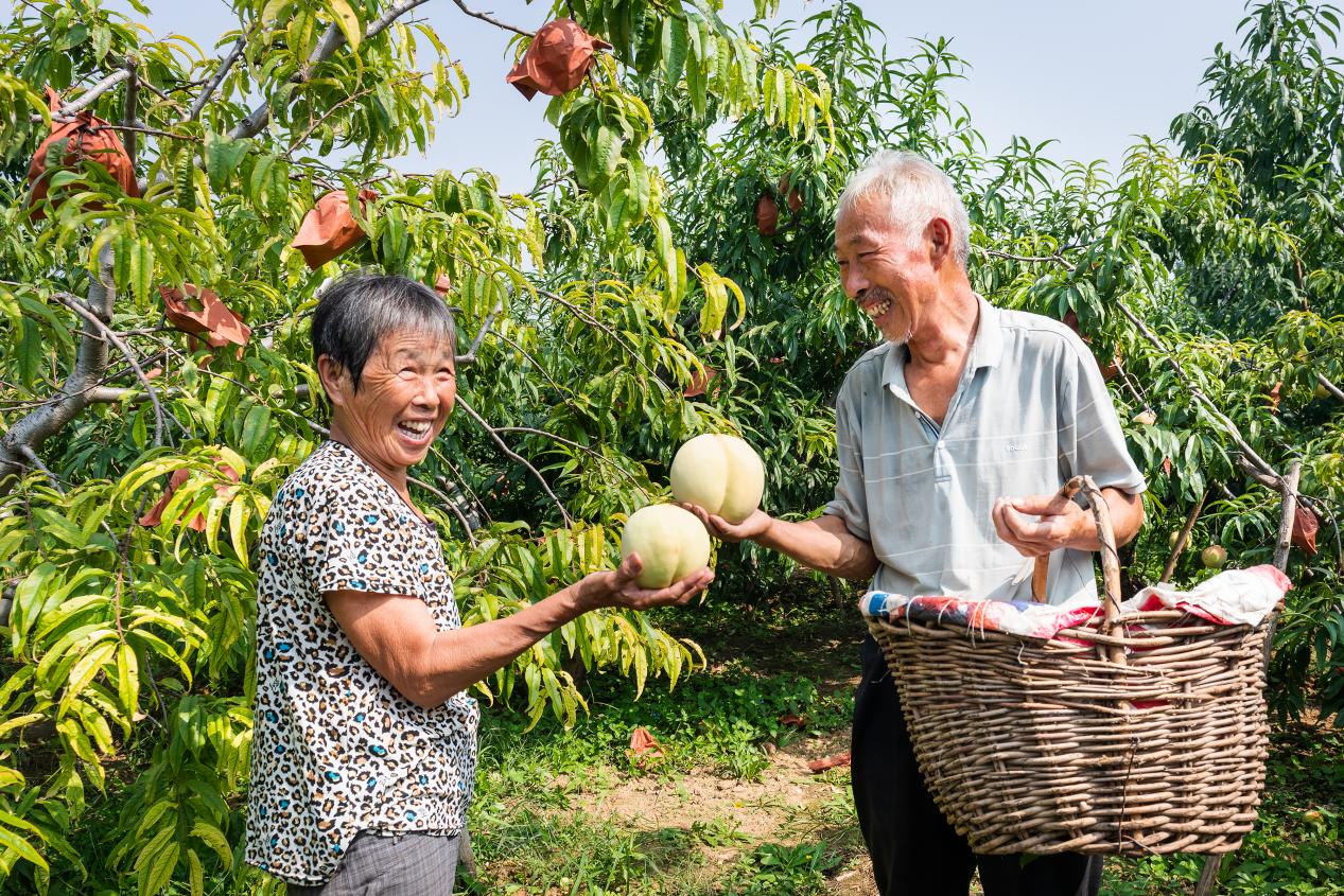 比桃更甜的是豐收的喜悅。肥城市委宣傳部供圖