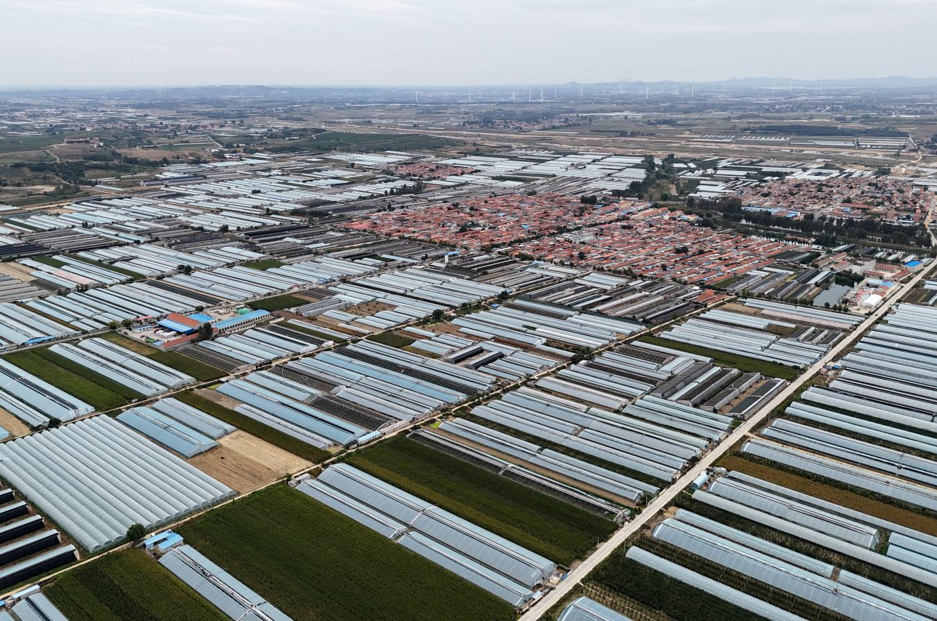 萊西市院上鎮(zhèn)的葡萄栽種基地 張進剛攝