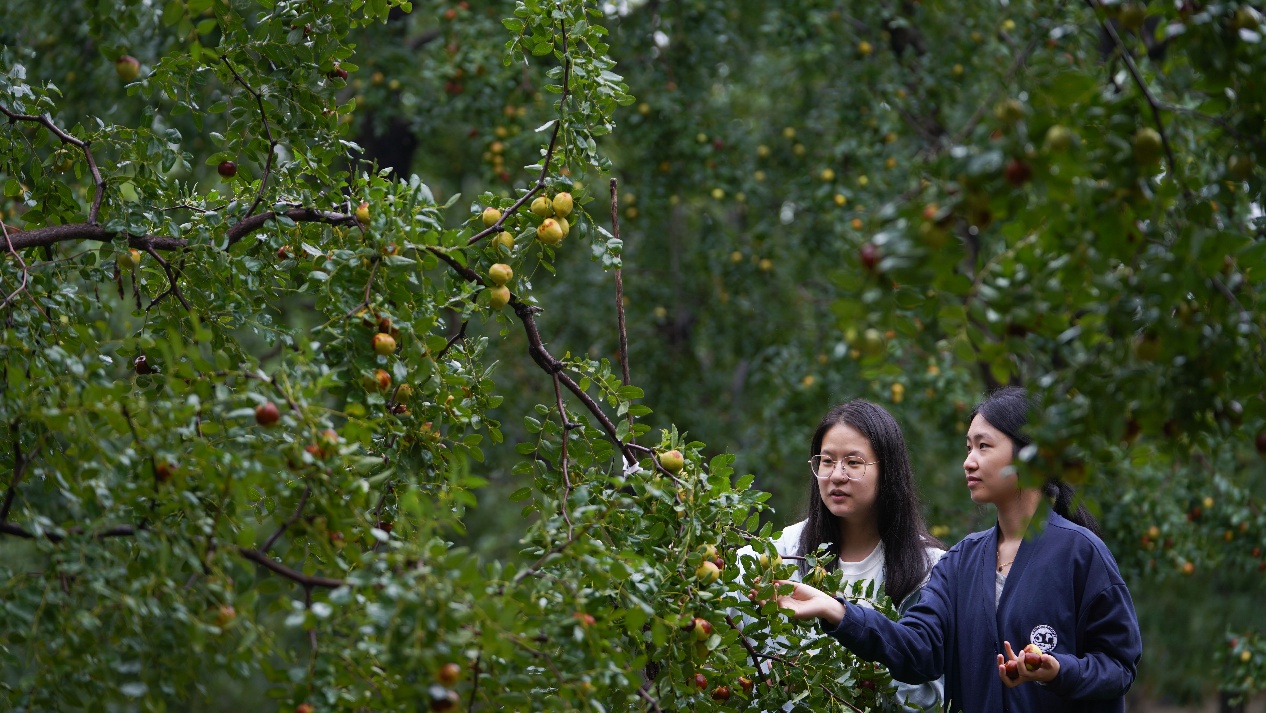 9月19日，山東省鄒平市碼頭鎮(zhèn)邵家村百年棗園，游客在采摘圓鈴棗。