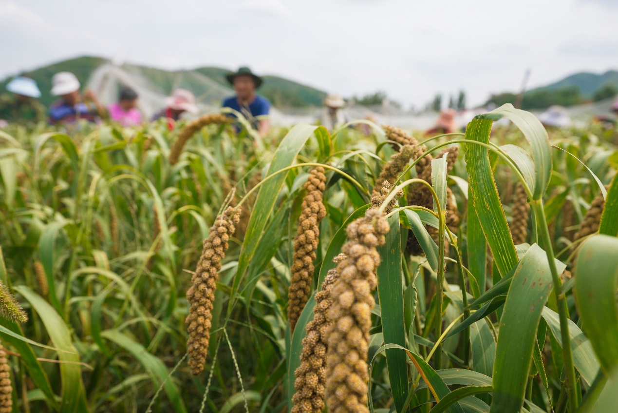 9月18日，山東省鄒平市西董街道朱家村谷子種植基地，農(nóng)民在采收谷子。