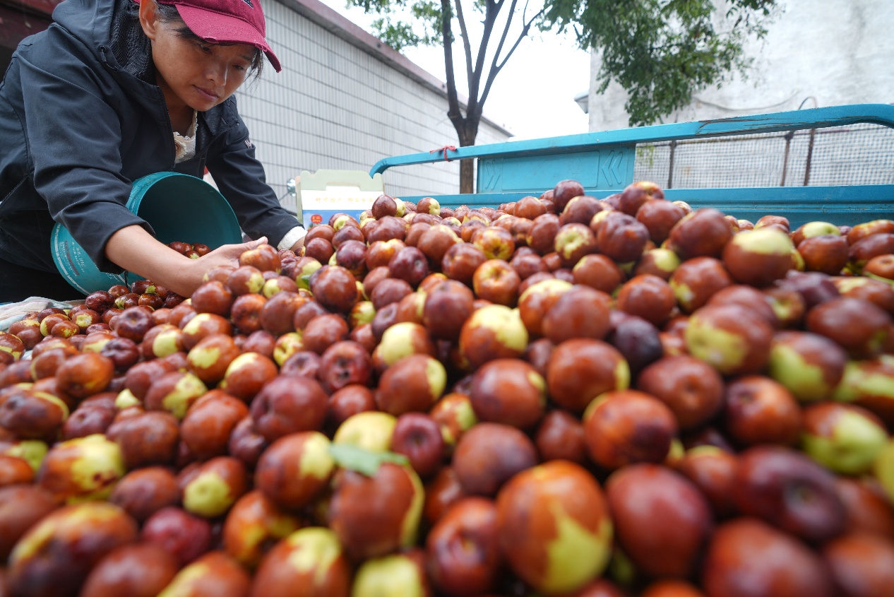 9月19日，山東省鄒平市碼頭鎮(zhèn)邵家村百年棗園，棗農(nóng)整理采摘的圓鈴棗。