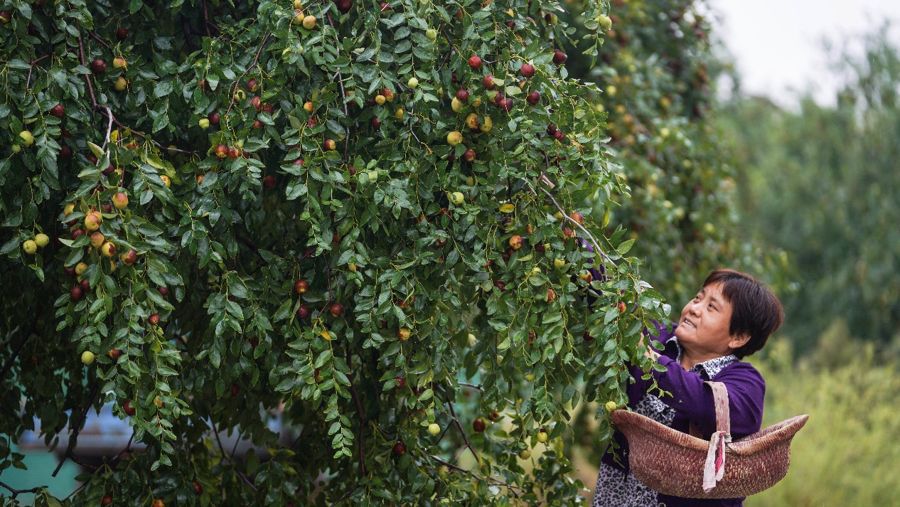 9月19日，山東省鄒平市碼頭鎮(zhèn)邵家村百年棗園，棗農(nóng)在采摘圓鈴棗。