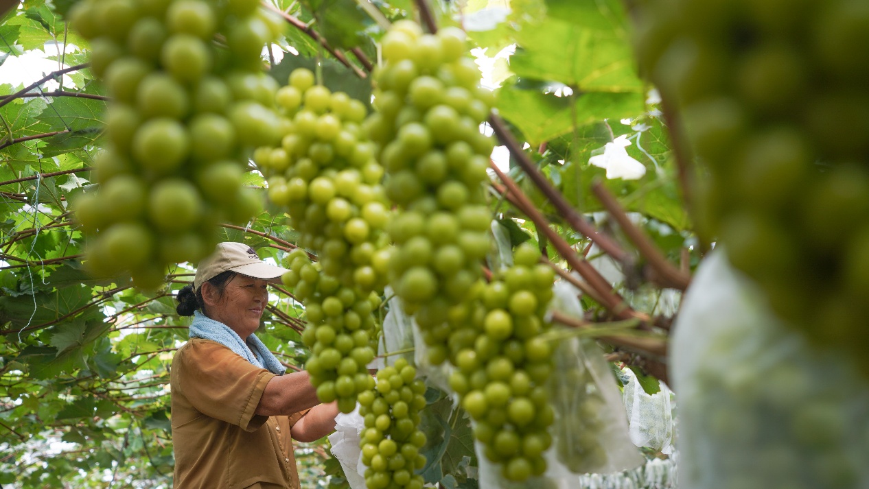 9月4日，山東省鄒平市九戶(hù)鎮(zhèn)成家村云明家庭農(nóng)場(chǎng)，果農(nóng)在采摘陽(yáng)光玫瑰。