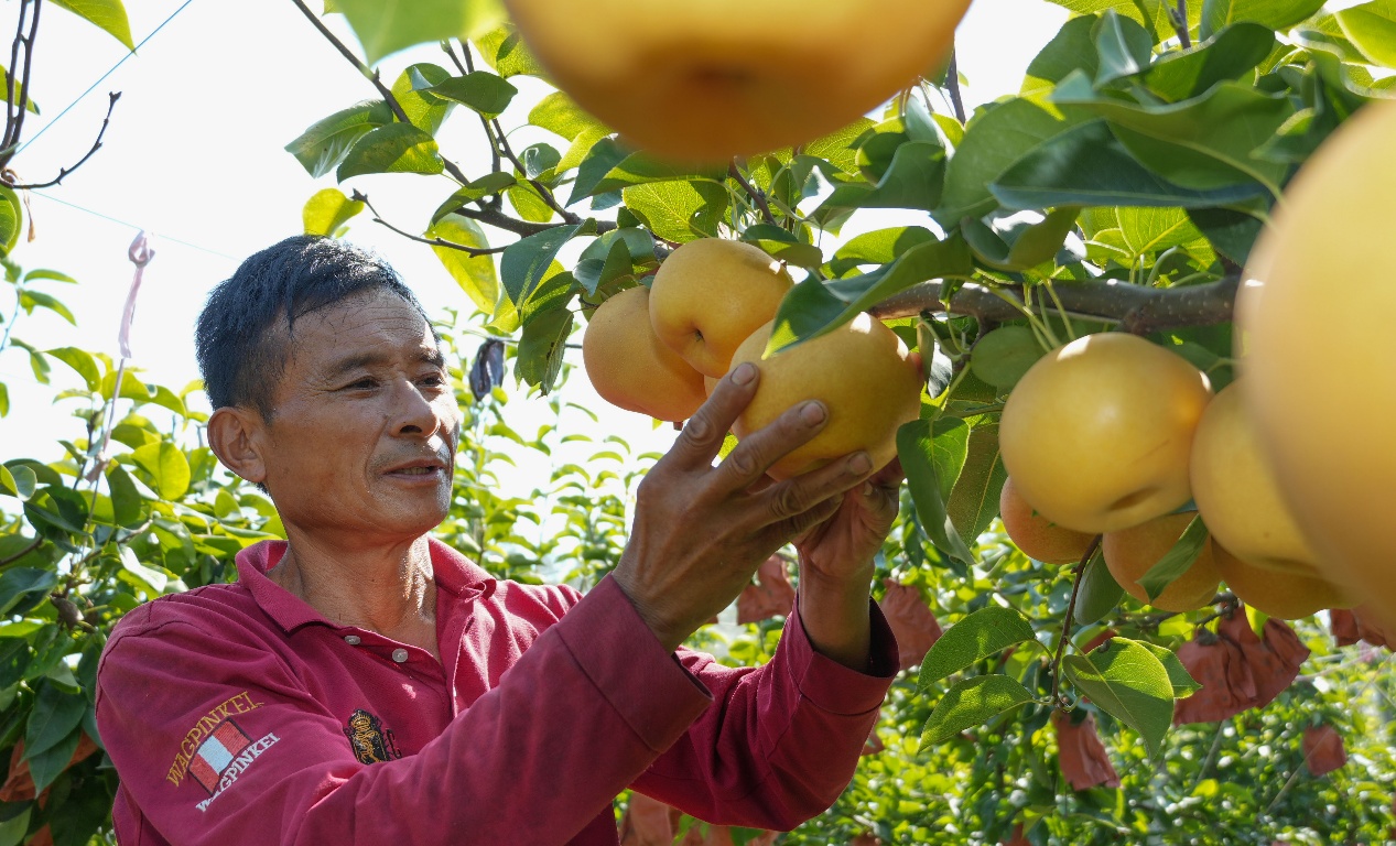 9月9日，山東省鄒平市臺(tái)子鎮(zhèn)沿黃十公里水果長(zhǎng)廊的惠鳴農(nóng)場(chǎng)，農(nóng)民在采摘秋月梨。