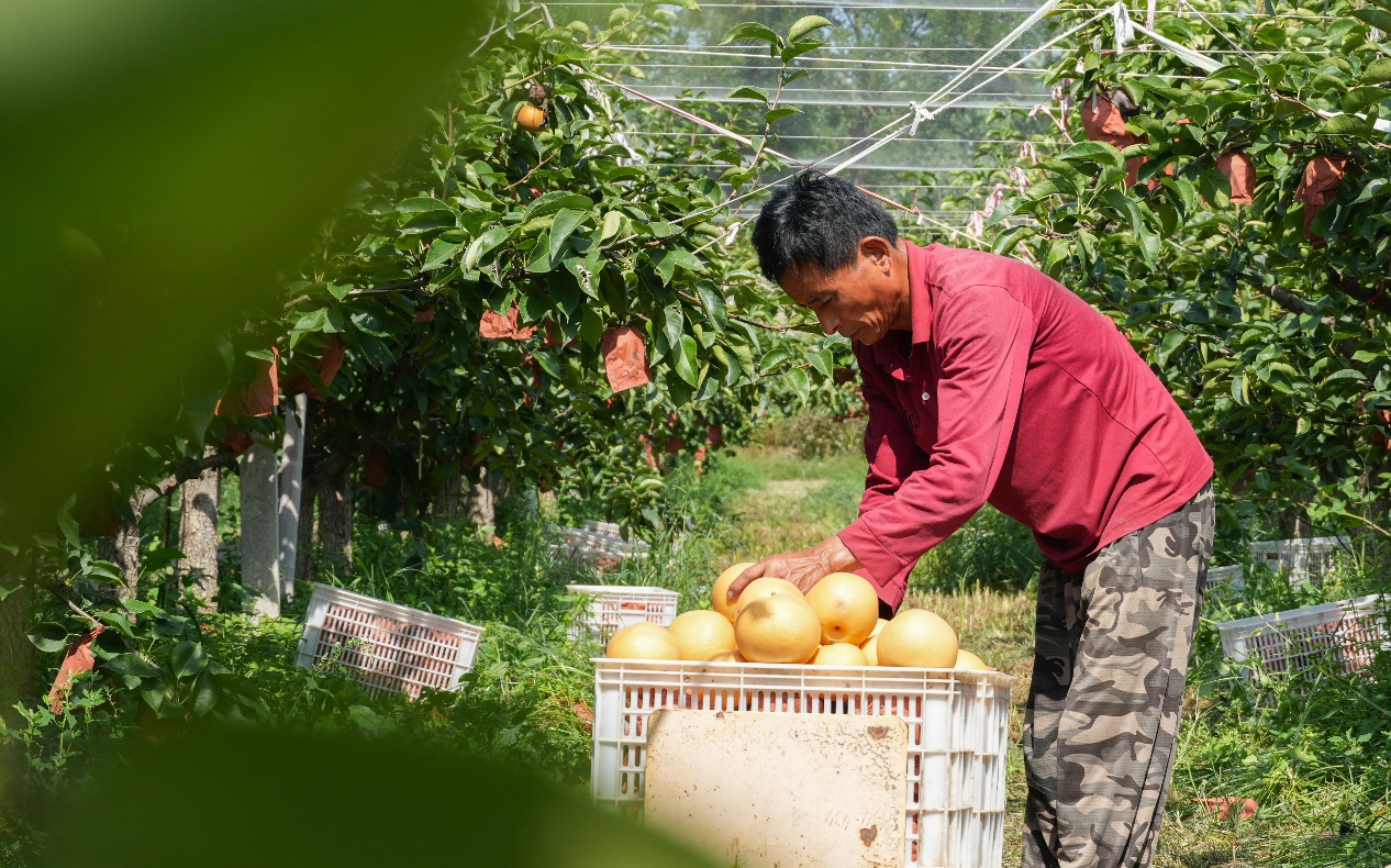 9月9日，山東省鄒平市臺(tái)子鎮(zhèn)沿黃十公里水果長(zhǎng)廊的惠鳴農(nóng)場(chǎng)，農(nóng)民把采摘的秋月梨裝箱。