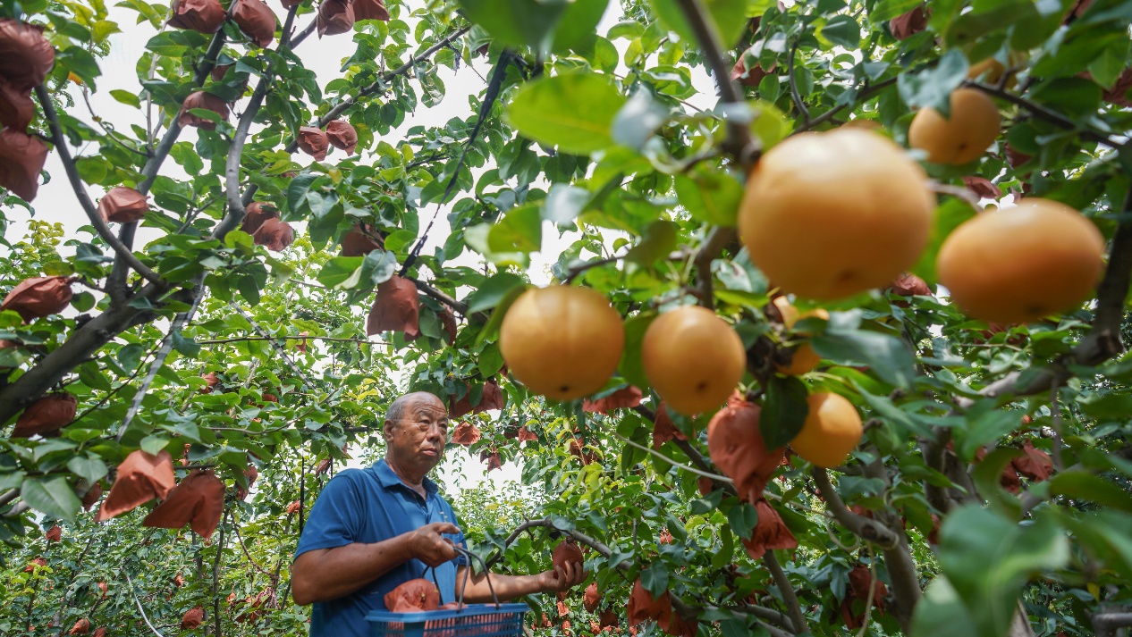 9月4日，山東省鄒平市九戶(hù)鎮(zhèn)金斗村特色農(nóng)產(chǎn)品種植基地，果農(nóng)在采摘秋月梨。