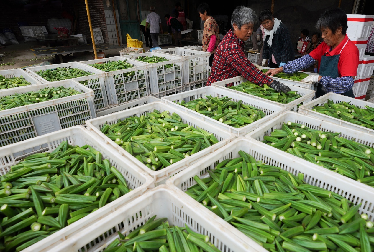9月4日，山東省鄒平市九戶(hù)鎮(zhèn)都路平村特色農(nóng)產(chǎn)品種植基地，農(nóng)民整理采摘的秋葵。