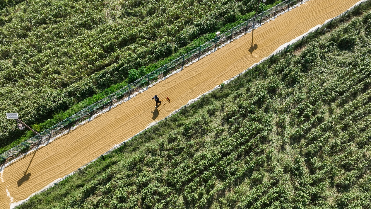 9月10日，山東省鄒平市西董街道大楊村農(nóng)民把脫粒的谷子在田野里晾曬。