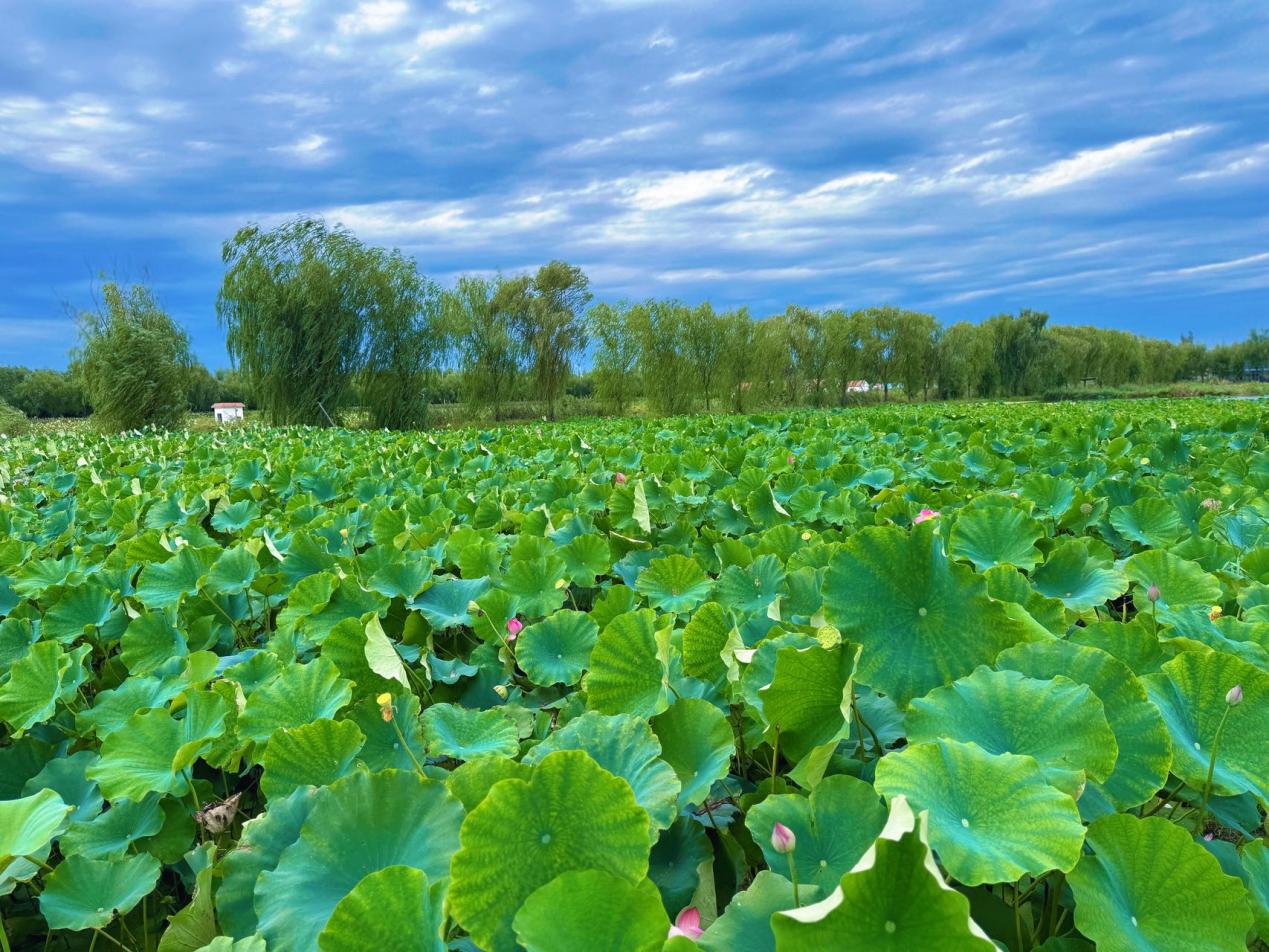 魚一村美麗的荷塘下孕育著美味的馬踏湖鮮藕