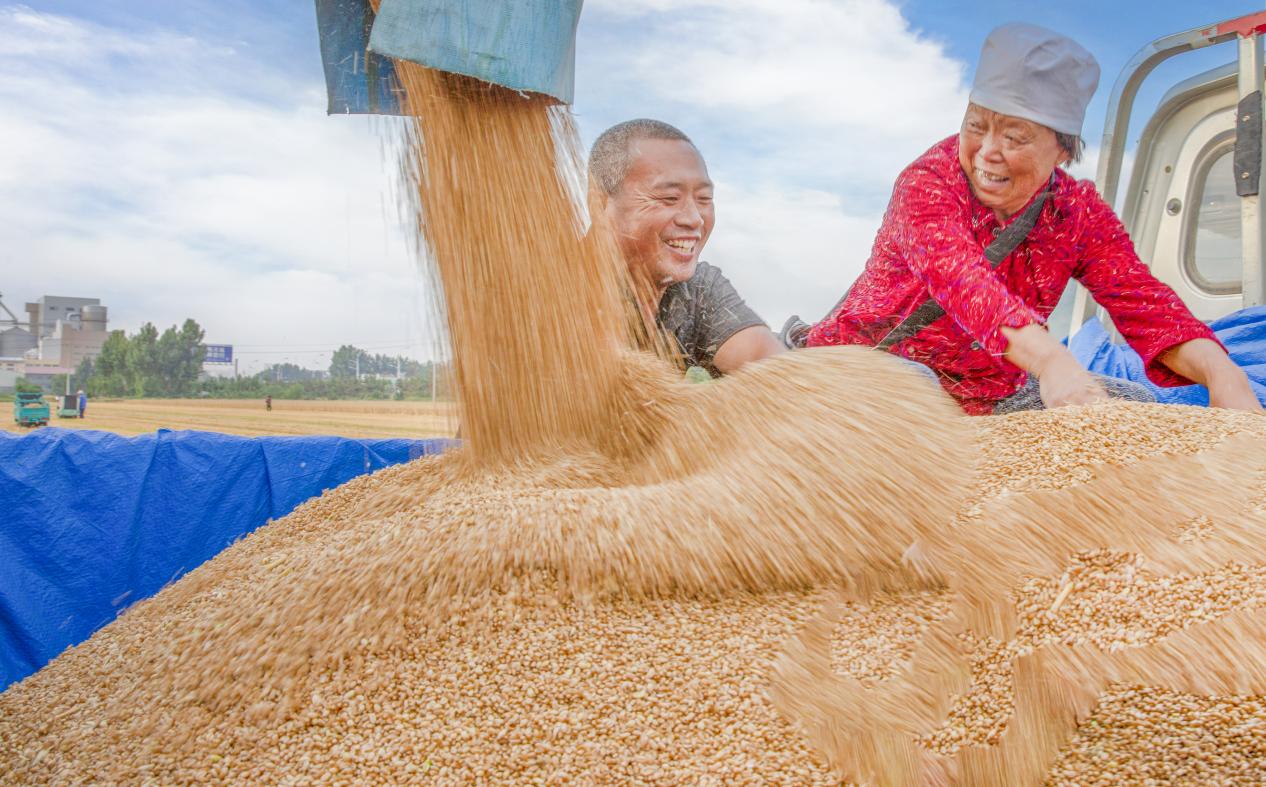 山東省招遠(yuǎn)市張華王家村麥?zhǔn)宅F(xiàn)場。喬光先 攝