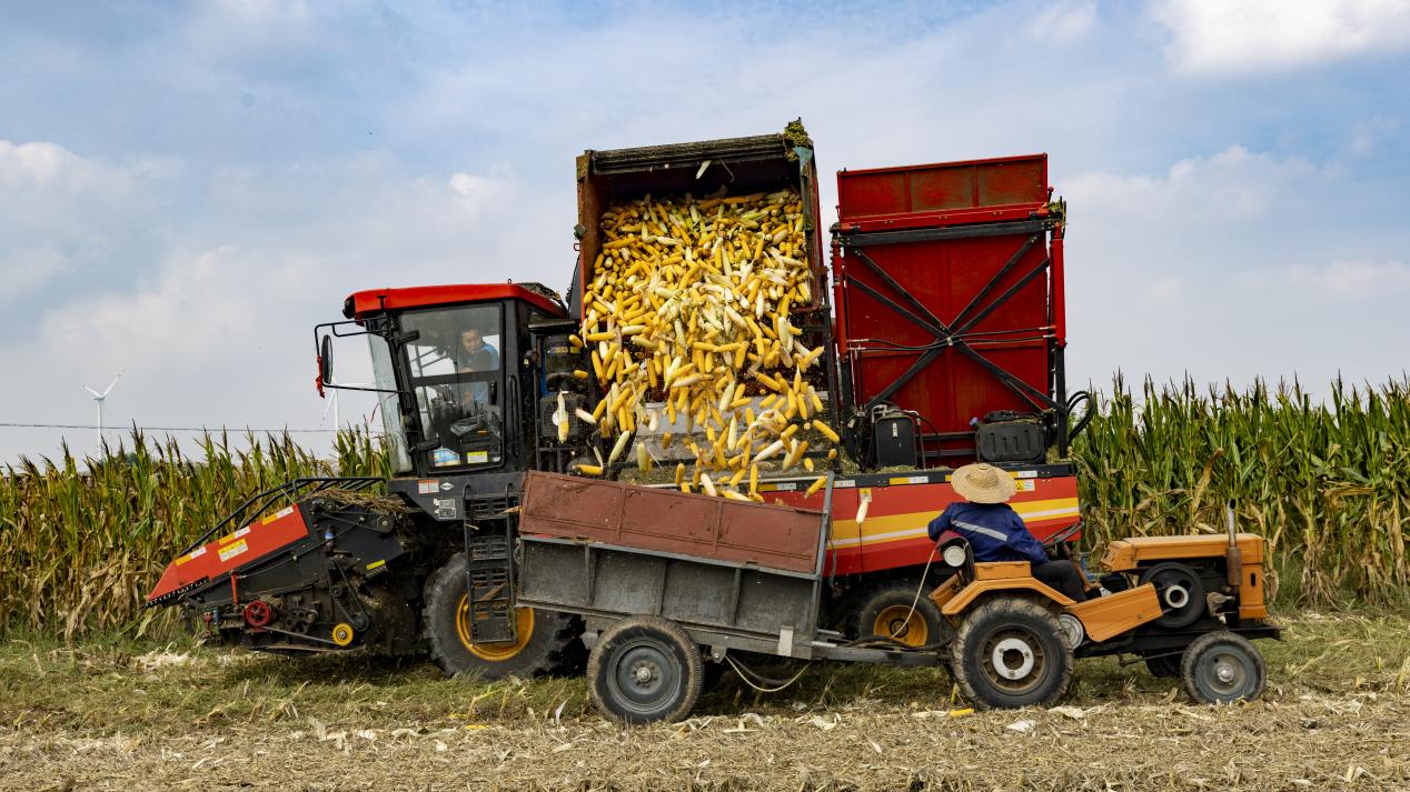 山東省招遠(yuǎn)市張星鎮(zhèn)付家村玉米收獲現(xiàn)場。喬光先 攝