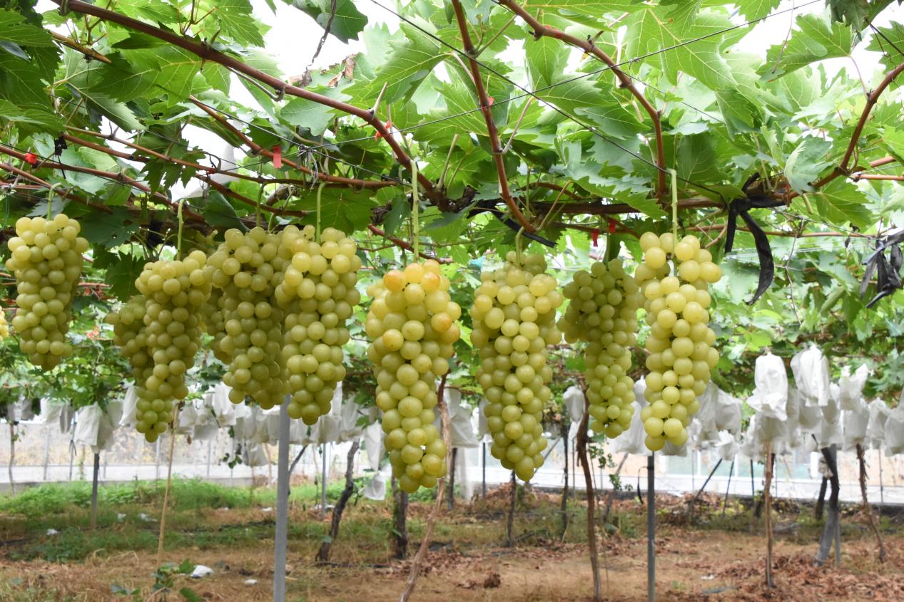 葡萄掛滿枝頭。冷斌攝