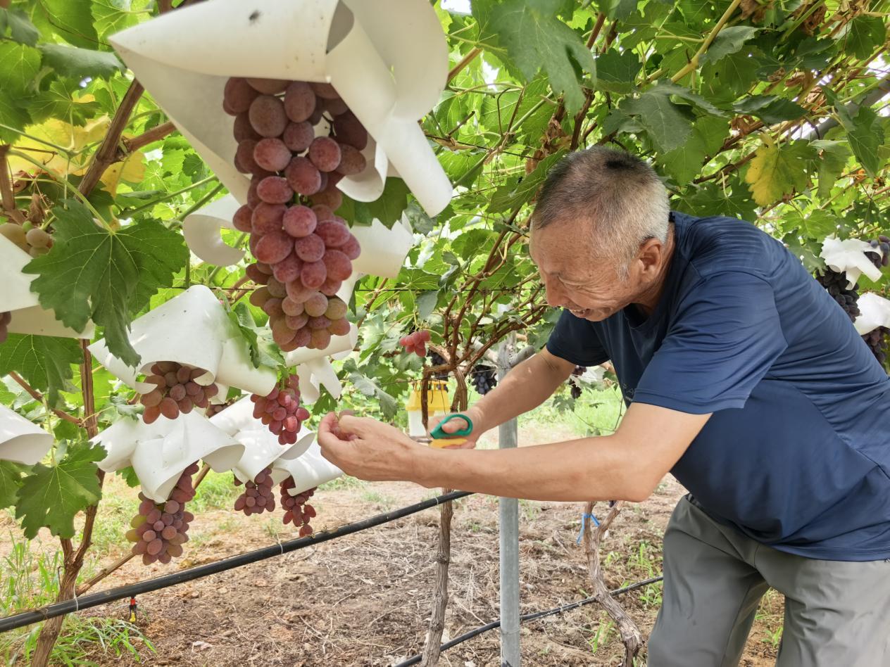 “葡萄大王”昌云軍正在大觀園內(nèi)修剪葡萄。平度市委宣傳部供圖