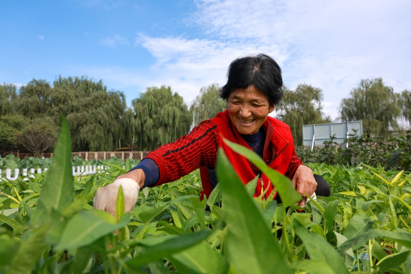 在山東省聊城市茌平區(qū)杜郎口鎮(zhèn)佳鄉(xiāng)田園生態(tài)農(nóng)業(yè)綜合體的農(nóng)場里，農(nóng)民在管護空心菜。