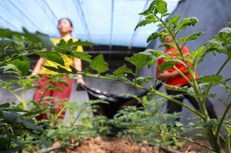 在山東省聊城市茌平區(qū)杜郎口鎮(zhèn)佳鄉(xiāng)田園生態(tài)農(nóng)業(yè)綜合體的農(nóng)場里，農(nóng)民在管護西紅柿秧苗。