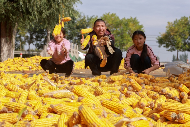 在山東省聊城市茌平區(qū)杜郎口鎮(zhèn)鮑莊村，農(nóng)民在晾曬玉米。