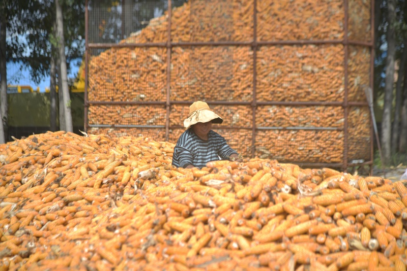 在山東省聊城市茌平區(qū)賈寨鎮(zhèn)大梁莊村，農(nóng)民在整理玉米。