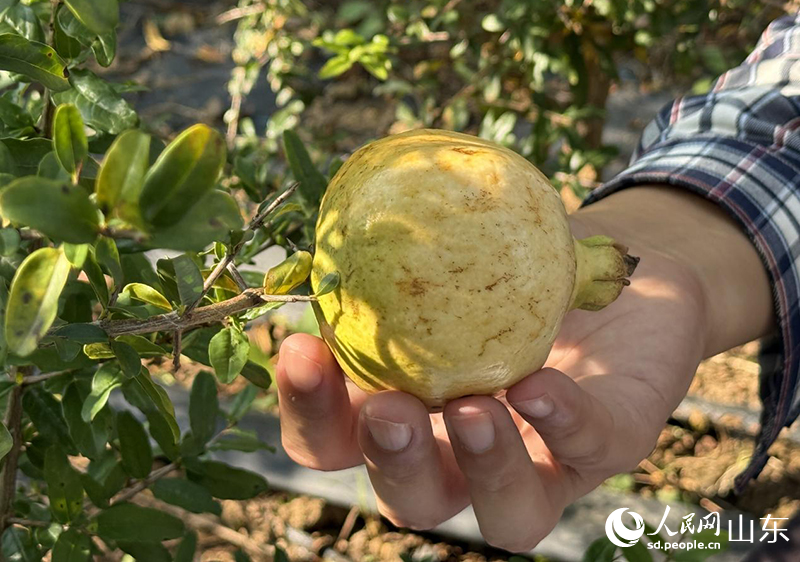 “太空石榴”結出的果實。人民網(wǎng)記者 劉祺攝