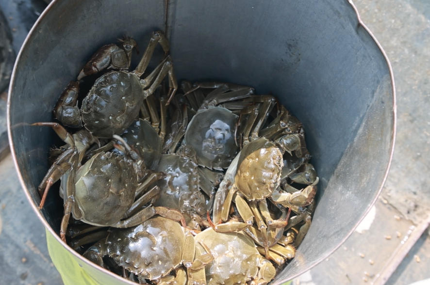 剛剛捕撈上岸的新鮮螃蟹。微山縣委宣傳部供圖