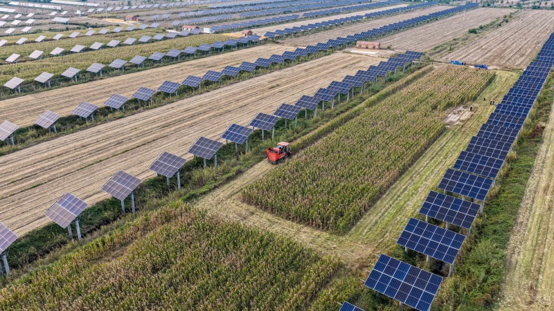 山東樂陵：農(nóng)光互補 鹽堿地“生金”