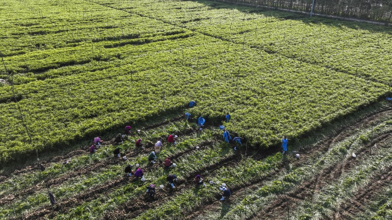 山東鄒平: 一片姜一幅鄉(xiāng)村振興美麗圖景