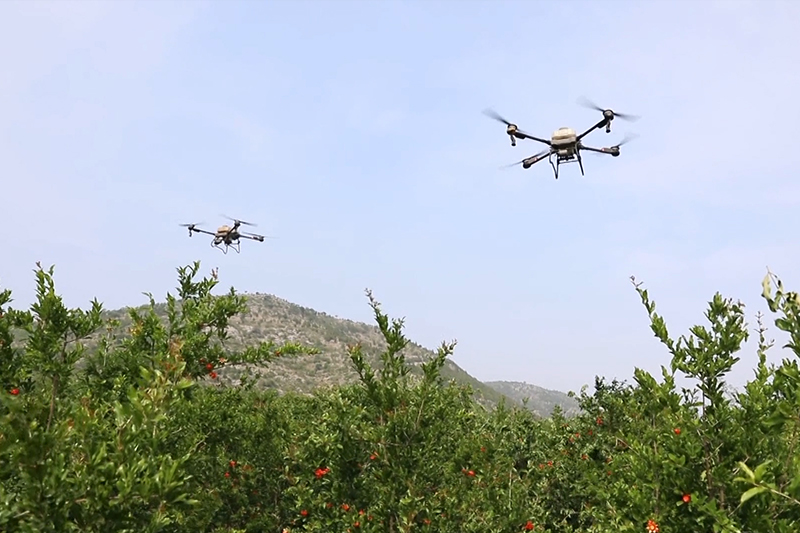 無人機(jī)給石榴樹打藥。王耀攝