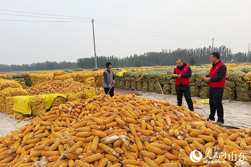 杜立芝團(tuán)隊成員了解玉米收儲情況，并宣講注意事項。人民網(wǎng)記者 劉祺攝