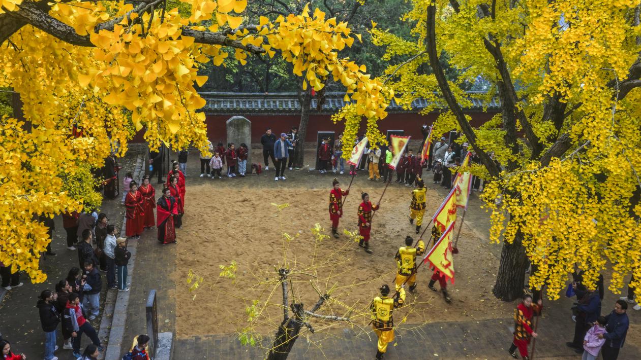 千年銀杏樹進(jìn)入最壯美的時(shí)刻。單英 攝