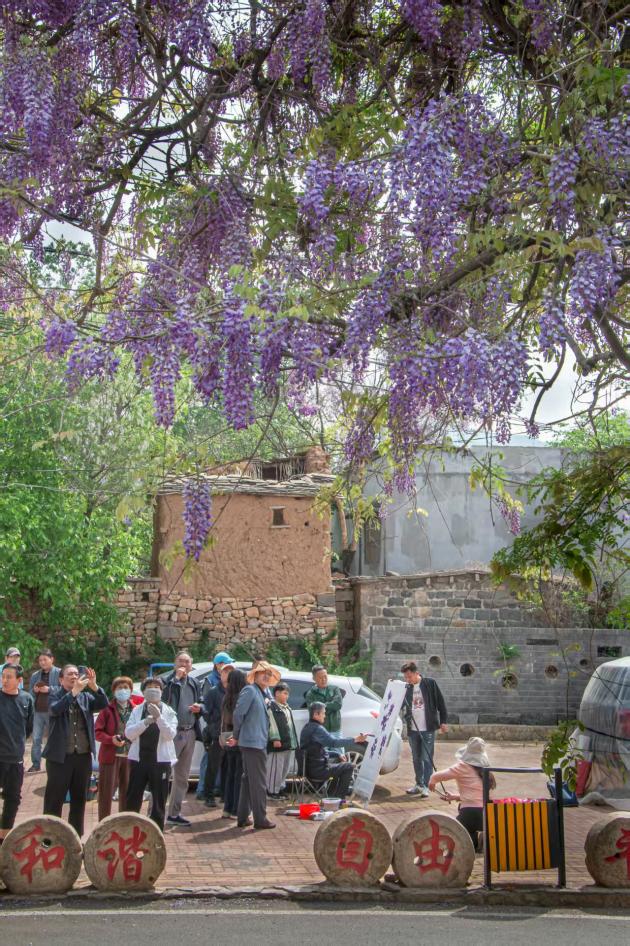 藤花峪村紫藤花開。 徐忠攝