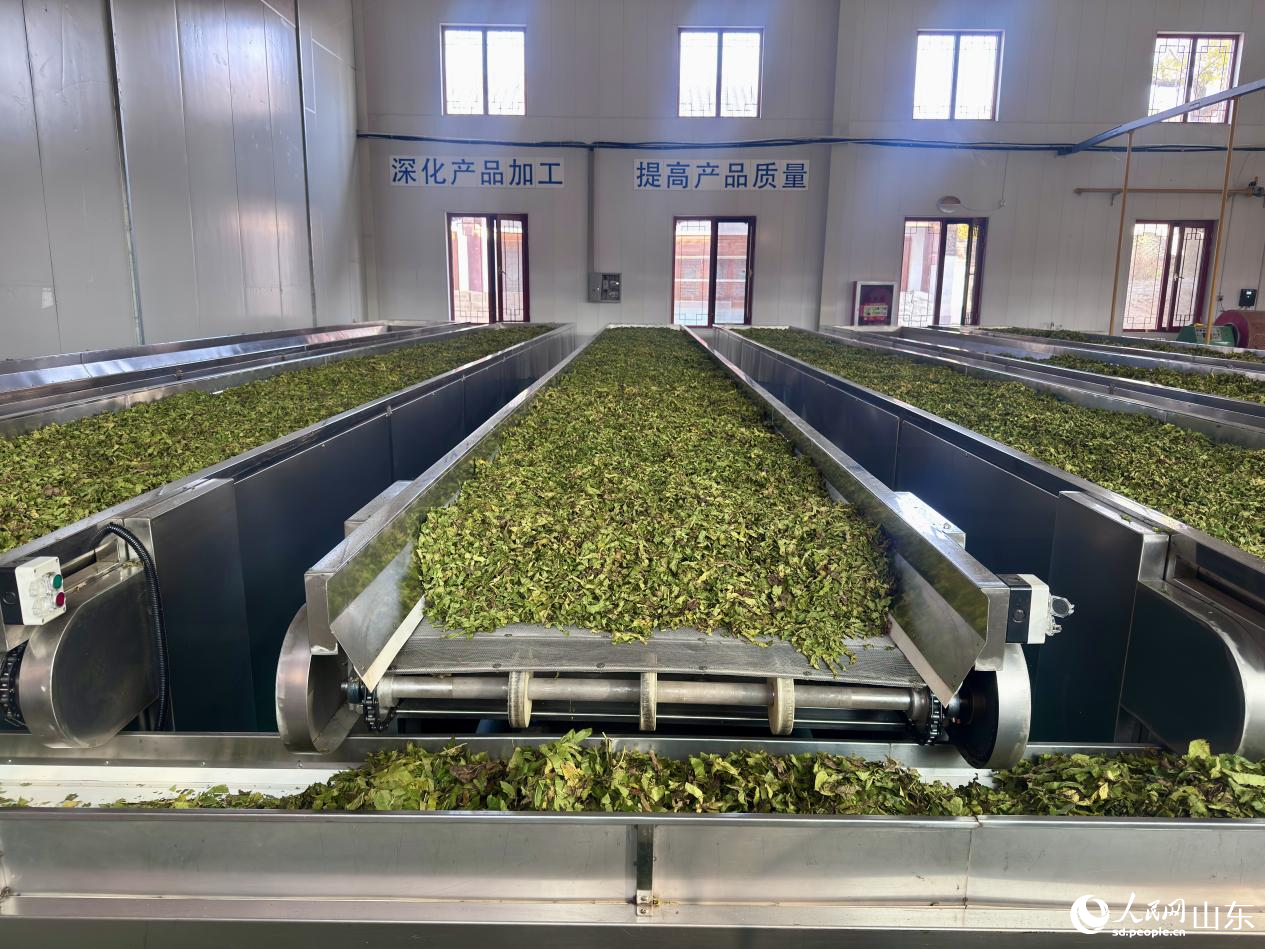 霜桑葉茶加工。人民網(wǎng) 鄭昕橋攝