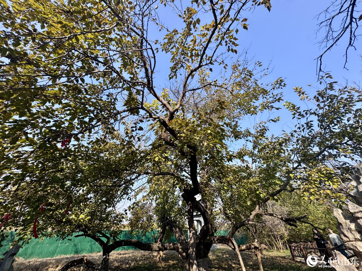 黃河故道森林公園內(nèi)樹齡1500余年的椹樹王。人民網(wǎng) 鄭昕橋攝