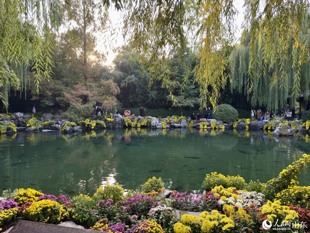 懸崖菊垂岸，映湖成景。人民網(wǎng) 莊潤澤攝