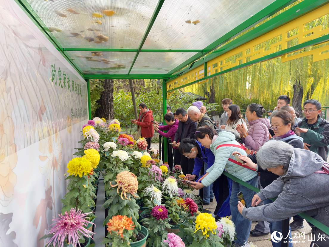 展棚內(nèi)菊花競相開放，游客駐足欣賞。人民網(wǎng) 莊潤澤攝