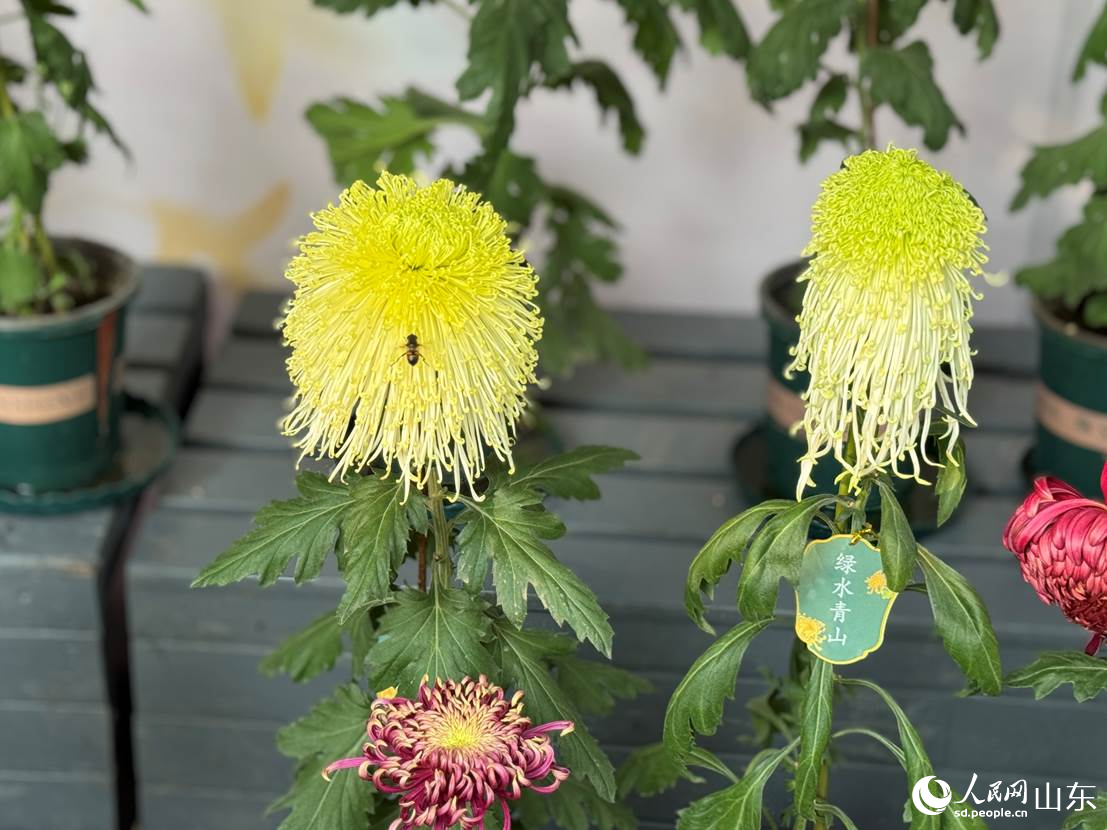 菊香惹蜂來。人民網(wǎng) 莊潤澤攝