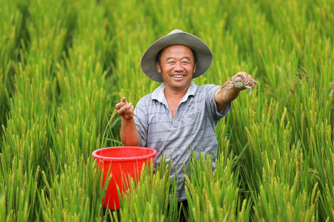 蓑衣樊村水稻、螃蟹雙豐收時(shí)，村民在捕捉稻田蟹。朱笑攝