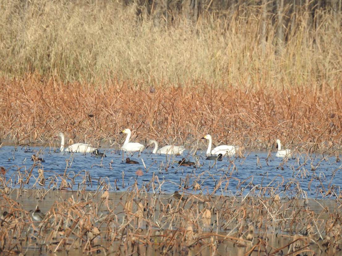 天鵝在此棲息。孟慶吉攝