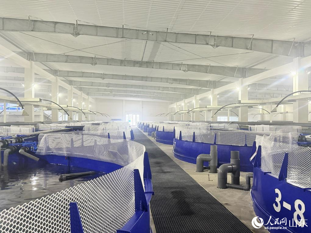 A1智能化循環(huán)水苗培育車間內(nèi)魚池。 李子悅 攝