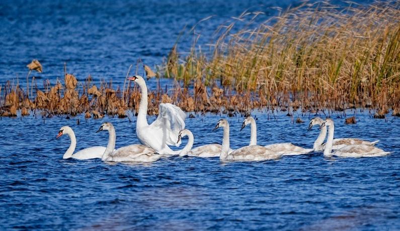 綠滿黃河岸 生態(tài)畫卷新——沿著黃河見證生態(tài)之變