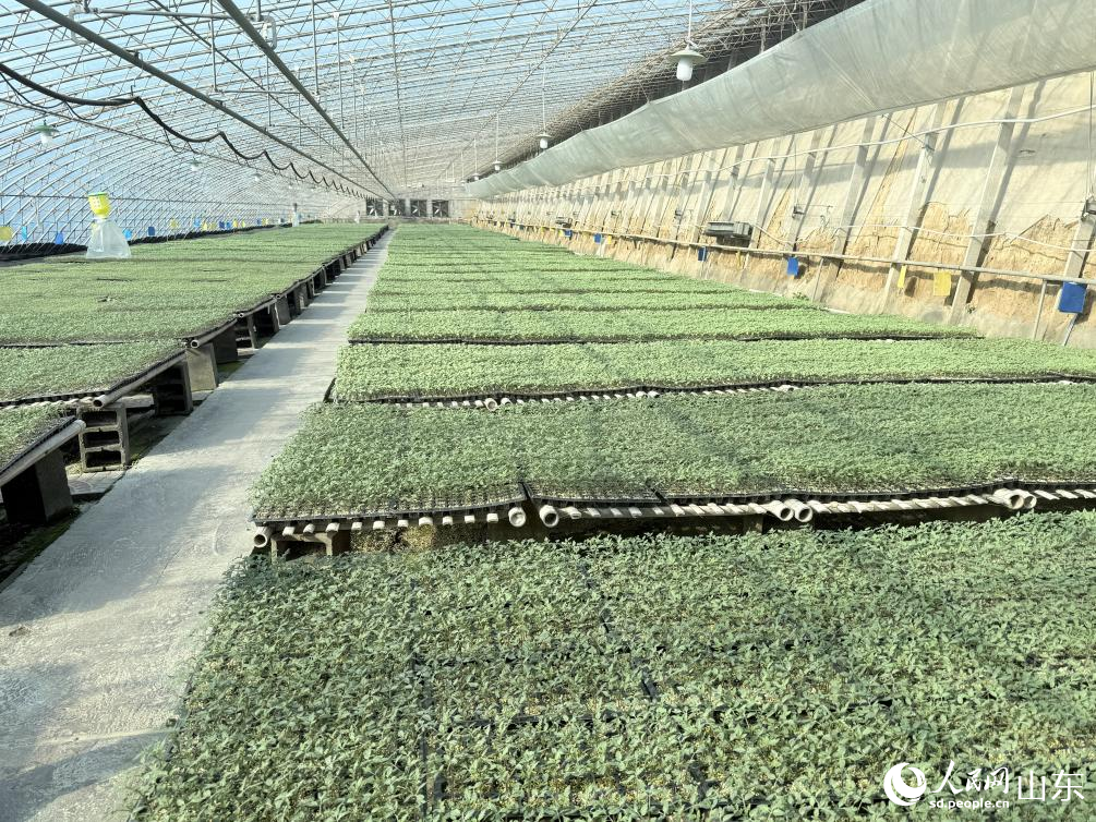 壽光市宏偉種業(yè)有限公司育苗棚。 人民網(wǎng) 李子悅攝
