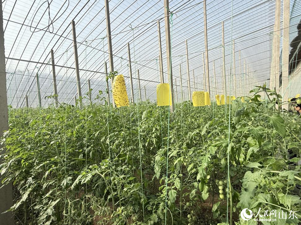 種植番茄的高標(biāo)準(zhǔn)大棚。 人民網(wǎng) 李子悅攝