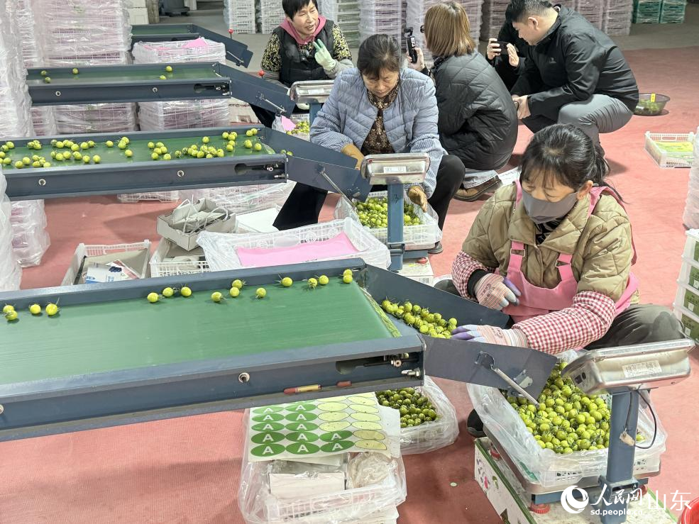 古城街道前疃村村民正在分揀番茄。 人民網(wǎng) 李子悅攝